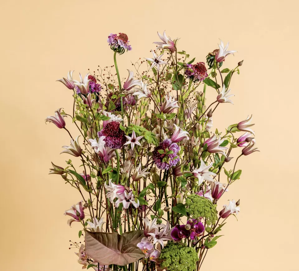 Clematis Amazing | Marginpar